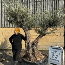 Ancient Olive Tree