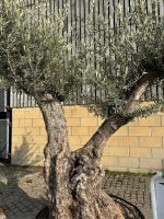 Ancient Olive Tree