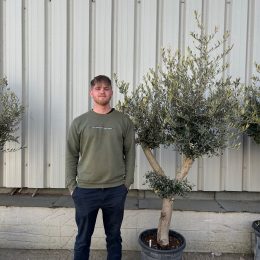 London Olive tree