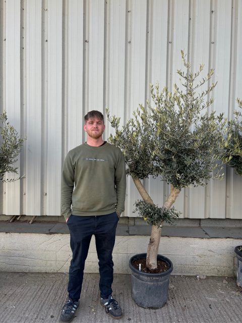 London Olive tree