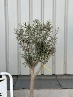 Charming Olive tree