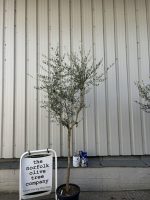 Tuscan Olive tree