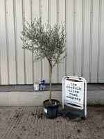 Tuscan Olive tree