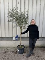 Tuscan Olive tree
