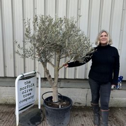 Branched Olive Tree delivery included.