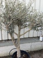 Branched Olive Tree