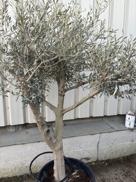Branched Olive Tree