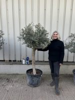 Arbequina Olive tree
