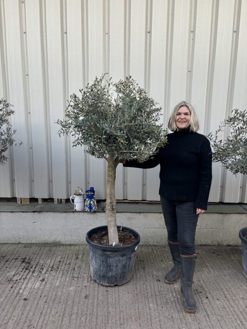 Arbequina Olive tree