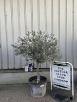 Mature Olive tree for sale