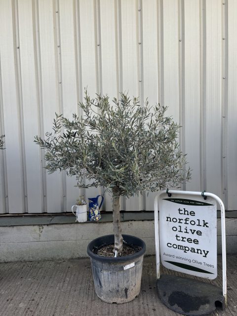 Mature Olive tree for sale