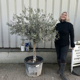 Mature Olive tree for sale. Delivery included.