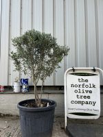 Chelsea Olive tree