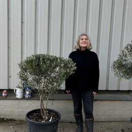 Chelsea Olive tree delivery included.