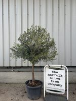 Mature Olive tree for sale