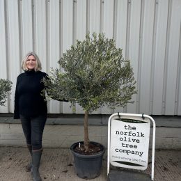 Mature Olive tree for sale. Delivery included.