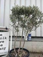 London Olive tree