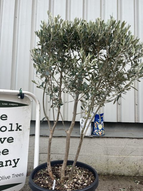 London Olive tree