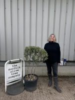 London Olive tree