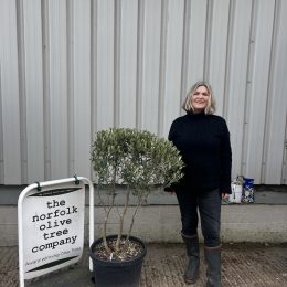 London Olive tree