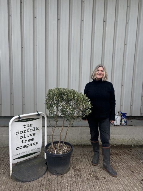 London Olive tree
