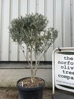 Chelsea Olive tree