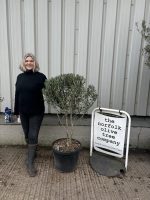Chelsea Olive tree