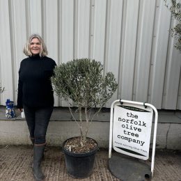 Chelsea Olive tree