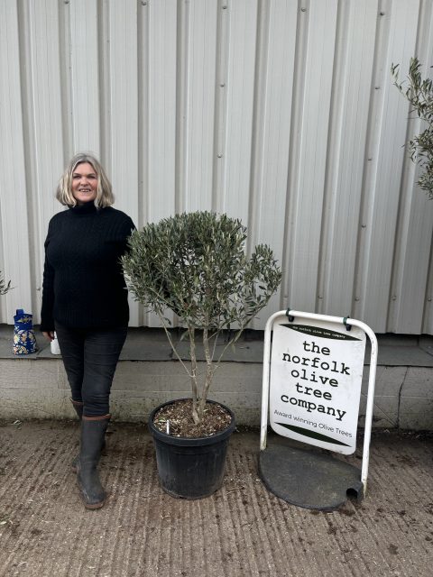 Chelsea Olive tree