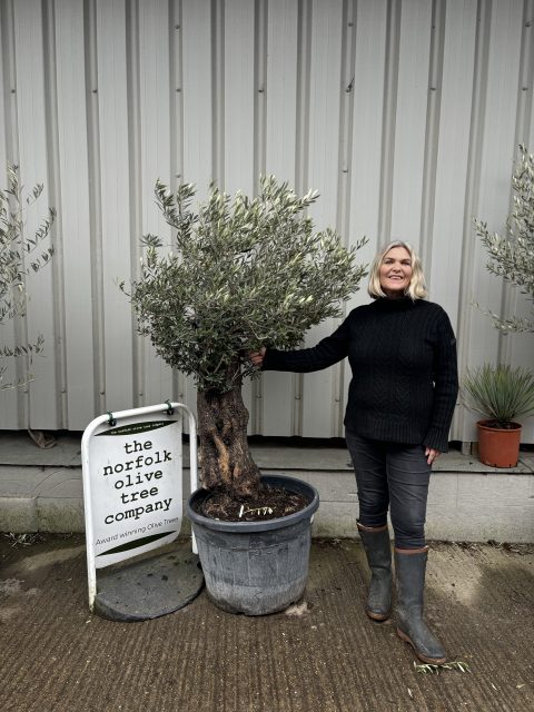 Charming gnarled Olive tree