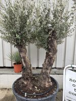 Charming gnarled Olive tree