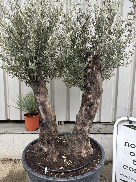 Charming gnarled Olive tree