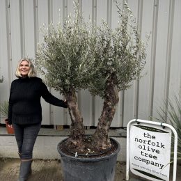 Charming gnarled Olive tree