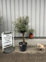 Mature Olive tree for sale