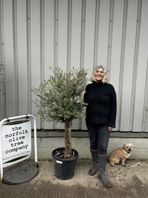 Mature Olive tree for sale