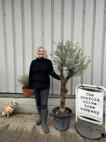 Vase shaped Olive tree