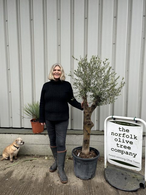 Vase shaped Olive tree