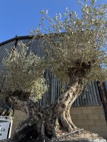 Ancient Olive tree extra large
