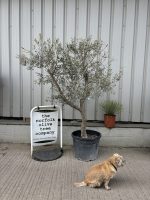 Mature Olive tree for sale