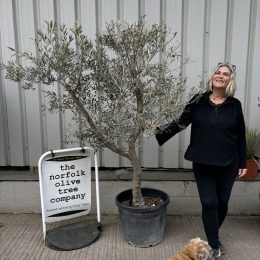 Mature Olive tree for sale
