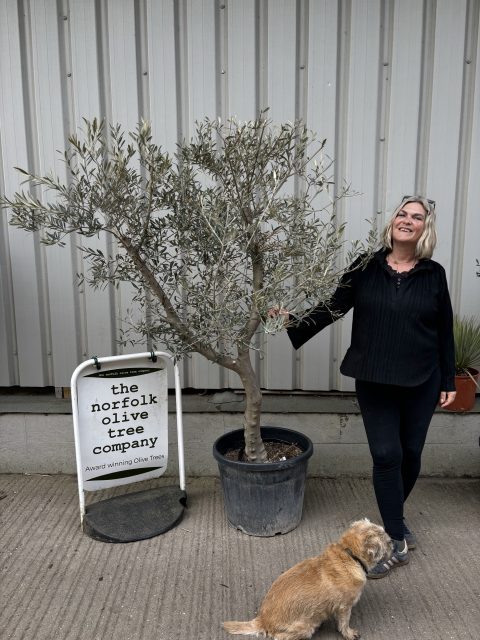 Mature Olive tree for sale