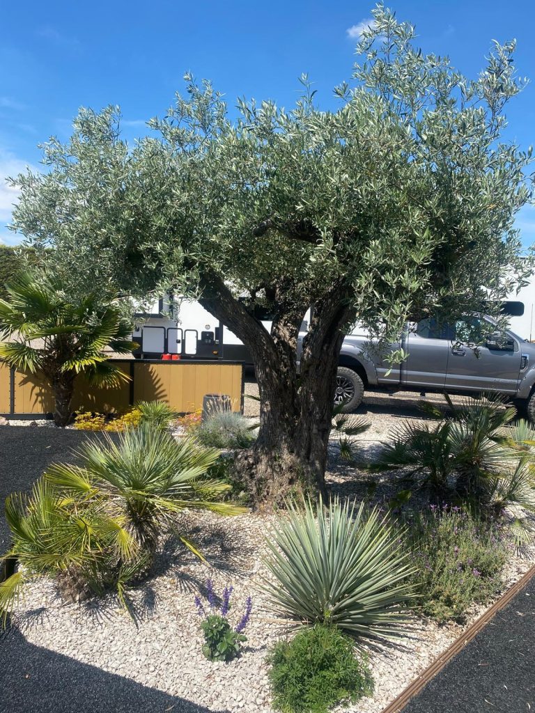 Ancient Olive Trees