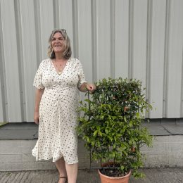 Trachelospermum jasminoides - Espalier - delivery included