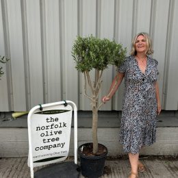 Architectural Olive tree