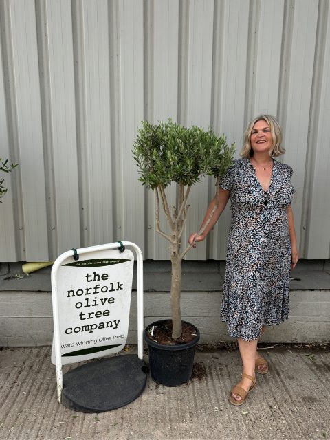 Architectural Olive tree