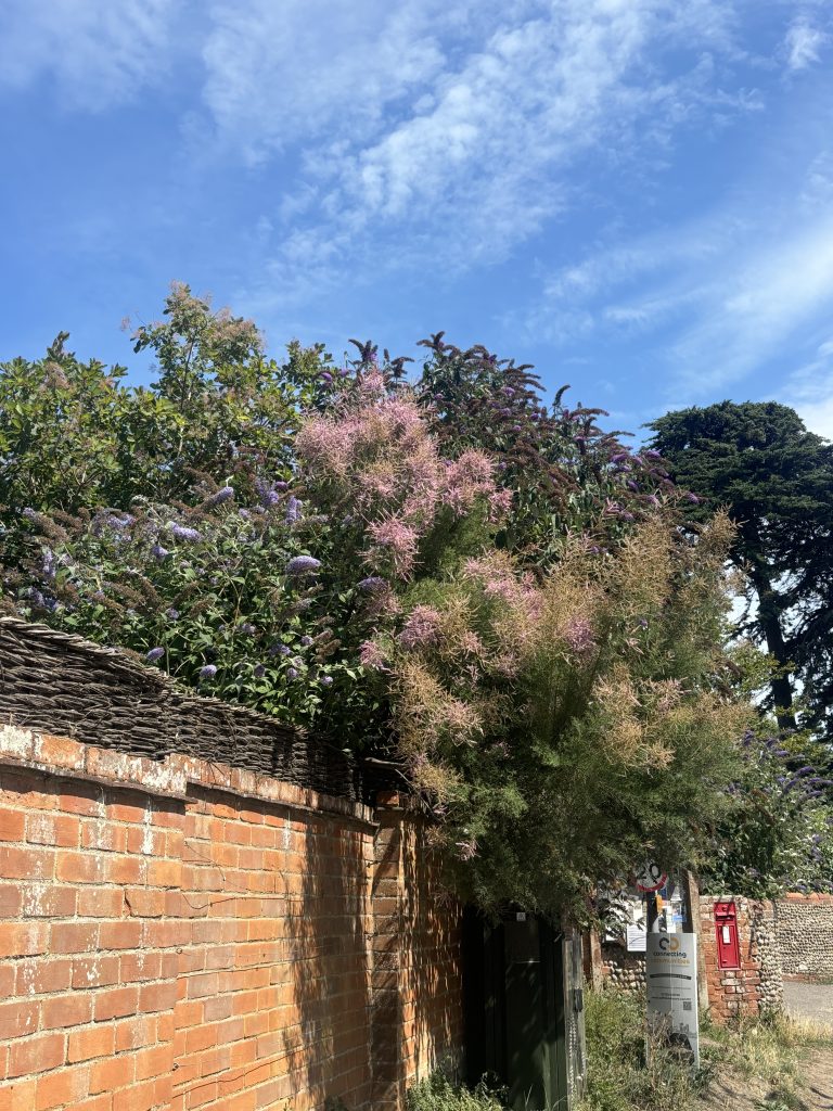 What are the best trees for UK gardens?