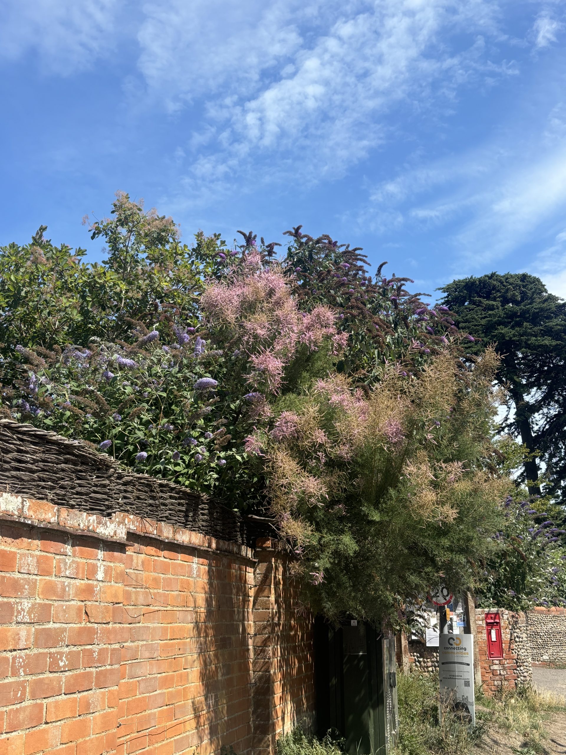 What are the best trees for UK gardens?