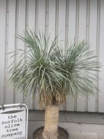 IMG_0436 Mature double headed Yucca Rostrata