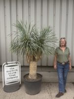 IMG_0439 Mature double headed Yucca Rostrata