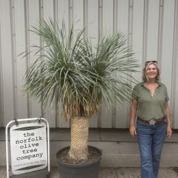 Mature double headed Yucca Rostrata